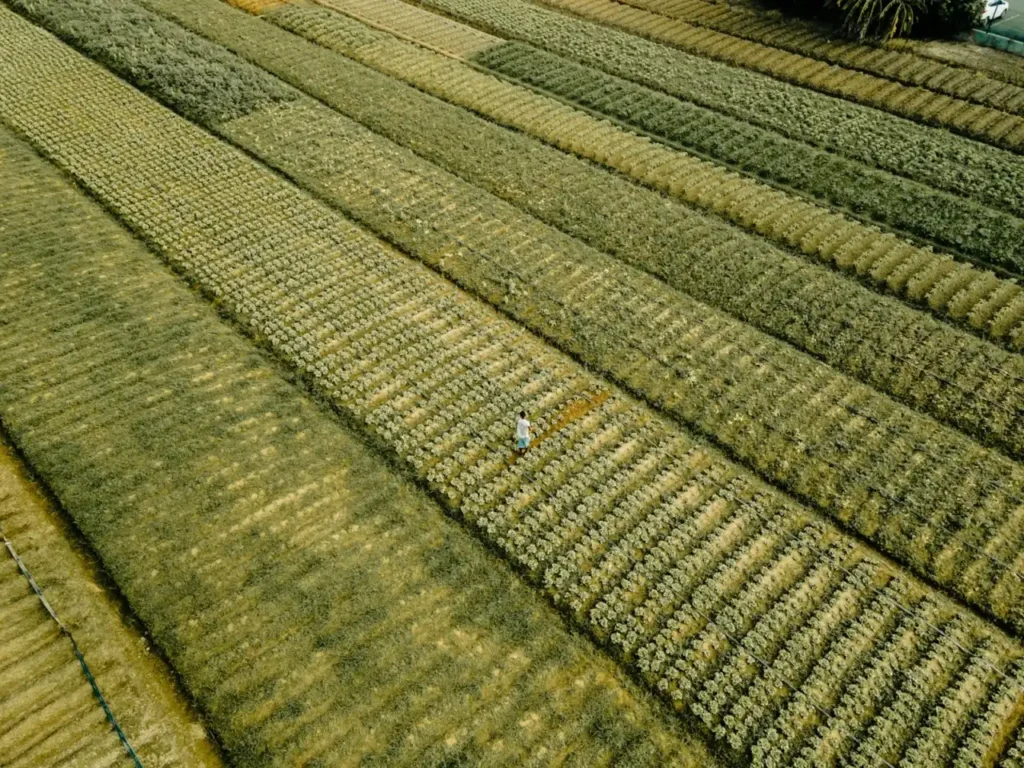 Vista aérea de un campo de cultivo